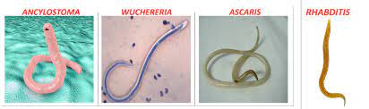 Phylum: Aschelminthes / Nemathelminthes Notes NCERT Solutions for CBSE ...